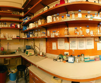 Endomolecular Laboratory